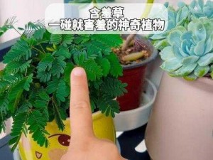 含羞草在线观看：带你领略神奇的植物世界