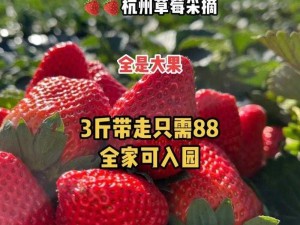 精产国品一二三产区草莓 88：新鲜采摘，口感香甜，富含营养