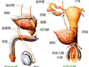 老年男性 XX 片，满足老Gay 的需求