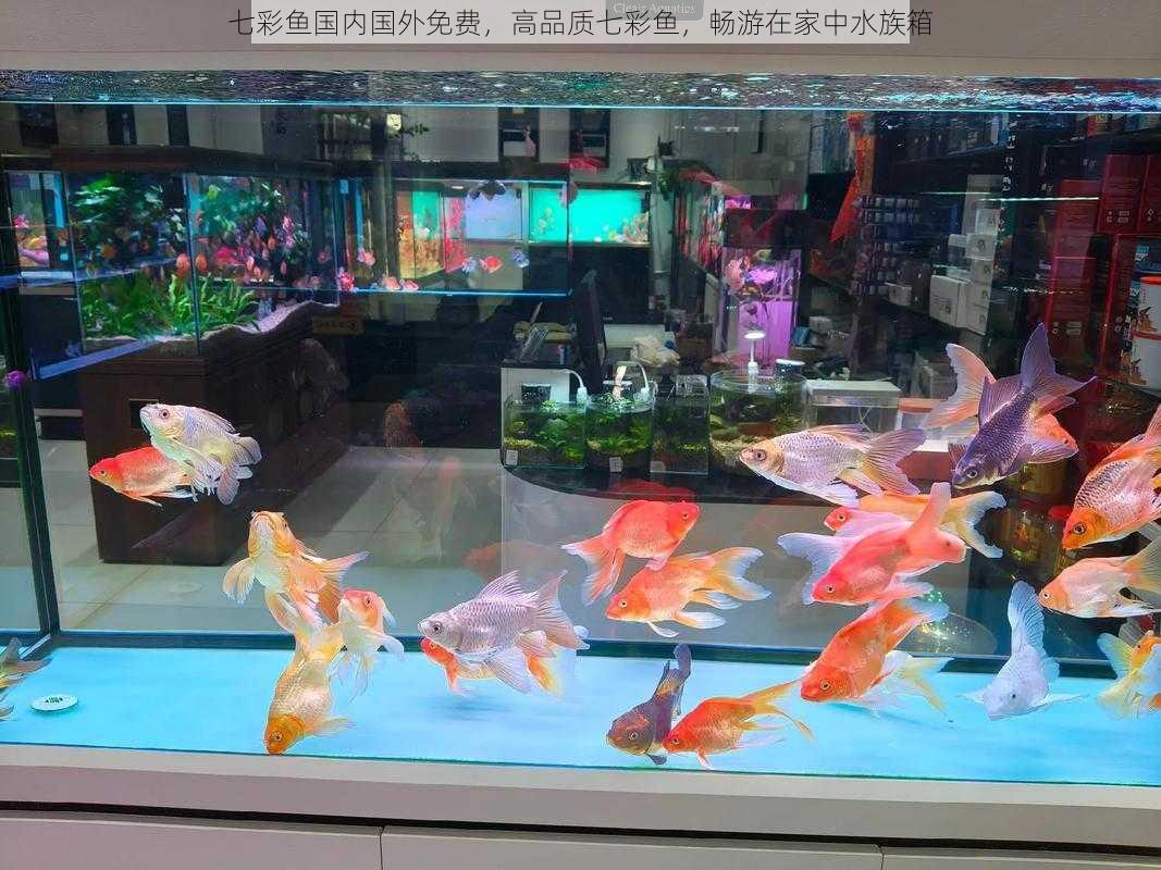 七彩鱼国内国外免费，高品质七彩鱼，畅游在家中水族箱