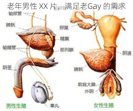 老年男性 XX 片，满足老Gay 的需求