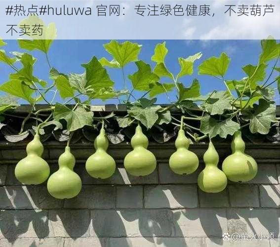 #热点#huluwa 官网：专注绿色健康，不卖葫芦不卖药